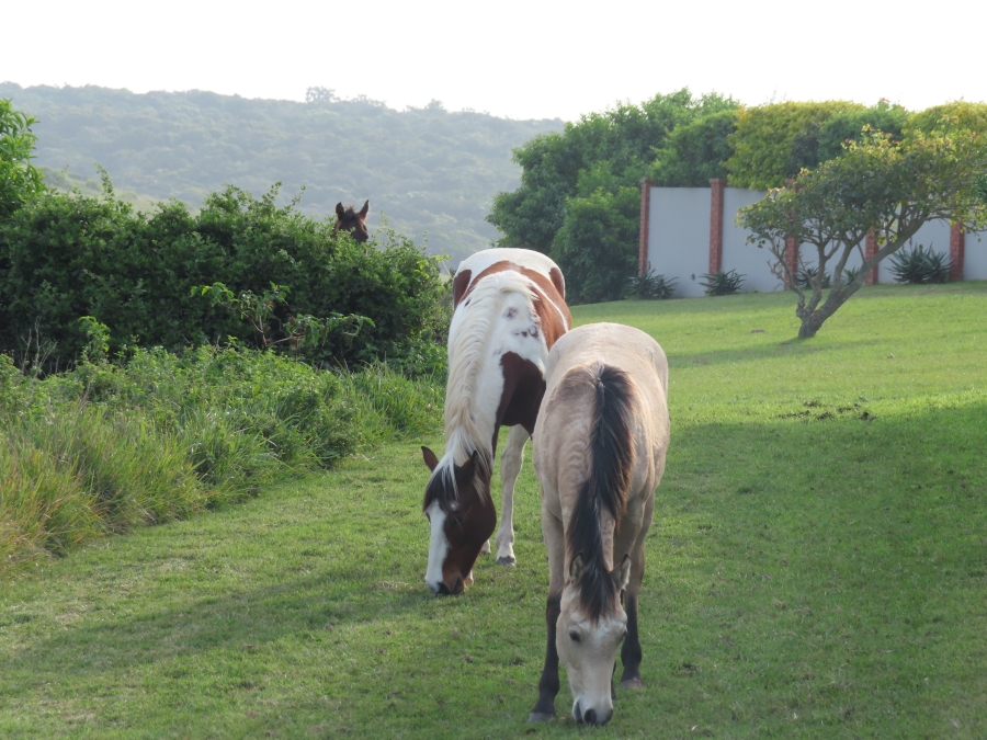 0 Bedroom Property for Sale in Forest Downs Eastern Cape